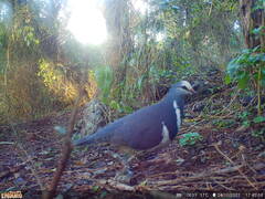 Leucosarcia melanoleuca