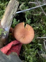 Tricholomopsis rutilans