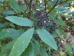 Pseudopanax macintyrei