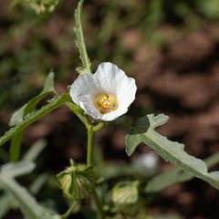 Hibiscus verdcourtii