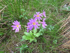Primula cuneifolia