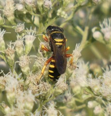Ectemnius decemmaculatus