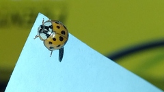 Harmonia axyridis
