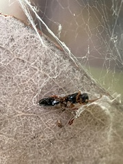 Chrysidoidea