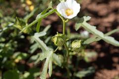 Hibiscus verdcourtii