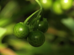 Solanum