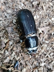 Beauveria bassiana