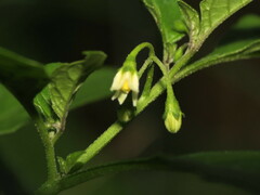 Solanum