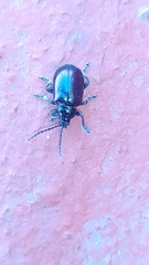 Macrohaltica transversa