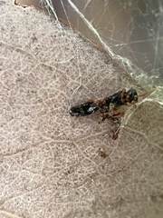 Chrysidoidea