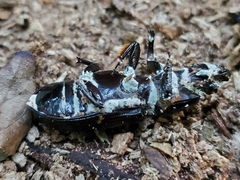 Beauveria bassiana