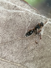 Chrysidoidea