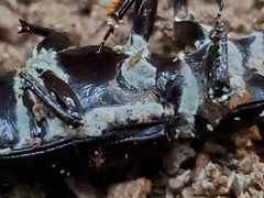 Beauveria bassiana
