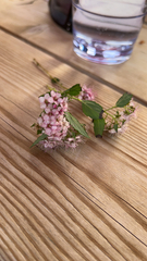 Spiraea japonica