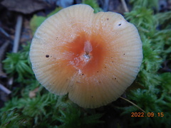 Gliophorus