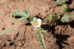 Hibiscus verdcourtii