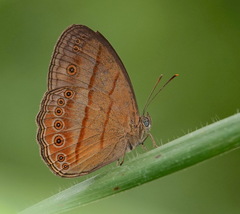 Mycalesis fusca