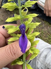 Salvia mexicana