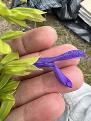 Salvia mexicana