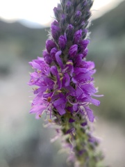 Dalea searlsiae
