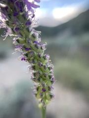 Dalea searlsiae