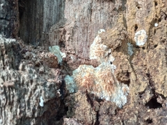 Radulomyces copelandii