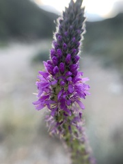 Dalea searlsiae