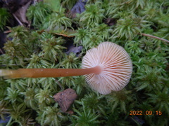 Gliophorus