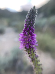 Dalea searlsiae