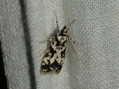 Eudonia aphrodes