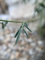 Dalea searlsiae