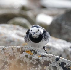 Motacilla alba yarrellii