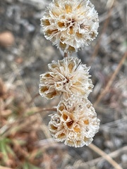 Eriogonum fasciculatum