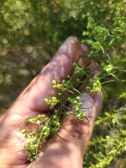 Artemisia dracunculus