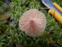 Gliophorus