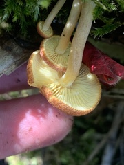 Tricholomopsis rutilans