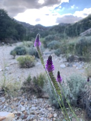 Dalea searlsiae