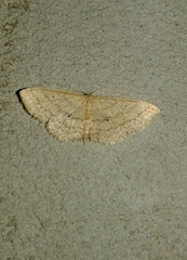 Scopula minorata
