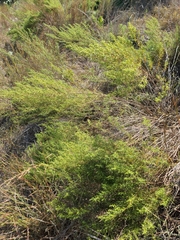 Artemisia dracunculus