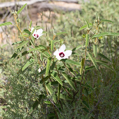 Hibiscus sturtii