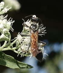 Sphex habenus