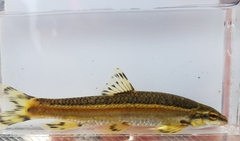 Coreoleuciscus splendidus