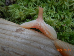 Gliophorus