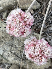 Eriogonum fasciculatum