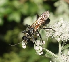 Sphex habenus