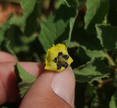 Physalis cinerascens