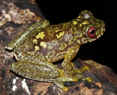 Copan Brook Frog photo 3