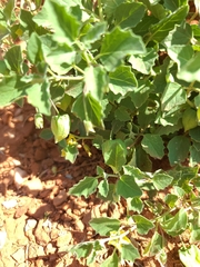 Physalis cinerascens