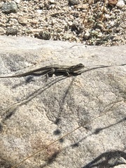 Uta stansburiana elegans