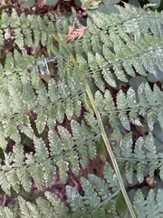 Dryopteris expansa